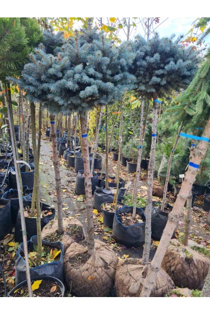 Карликовая ель голубая привита на штамб